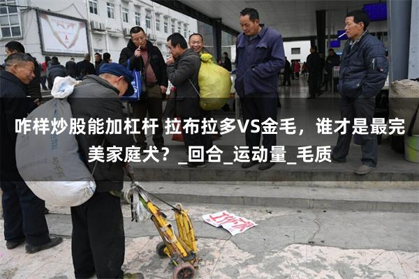 咋样炒股能加杠杆 拉布拉多VS金毛，谁才是最完美家庭犬？_回合_运动量_毛质