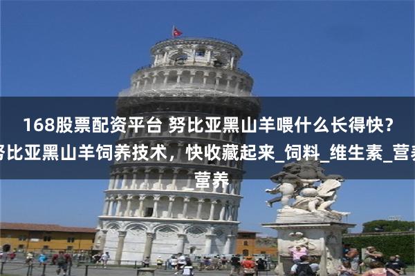 168股票配资平台 努比亚黑山羊喂什么长得快？努比亚黑山羊饲养技术，快收藏起来_饲料_维生素_营养